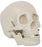 Anatomical Chart Company Two Piece Life Size Skull Model Skull - CH-S2
