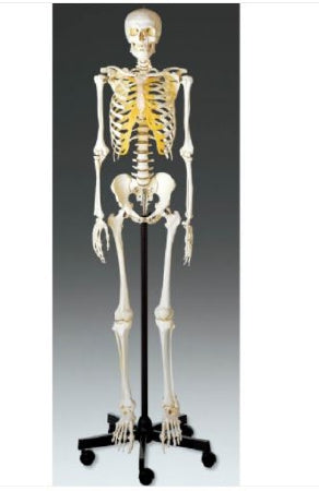 Anatomical Chart Company Skeleton Model Male Adult 23 lbs. SOMSO-Plast - QS101