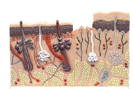 Anatomical Chart Company Skin Section Model - J11