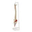 Walter Products - Flexible Vertebral Column Model Life Size - LA00102