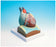 Fisher Scientific Neo/Sci Heart Model - S67742