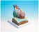 Neo/Sci - Heart Model - S67742