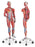 Nasco - Deluxe Dual Sex Muscular Figure - Nasco Healthcare - SB41424
