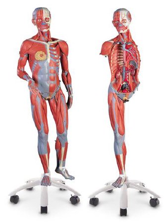 Nasco - Deluxe Dual Sex Muscular Figure - SB41424