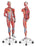 Nasco - Deluxe Dual Sex Muscular Figure - SB41424