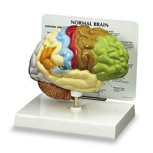 Nasco - Half Brain Model - SB40235