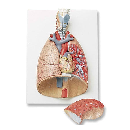 Nasco Nasco Deluxe 7 Part Lung Model with Larynx - SB41144