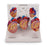 Nasco Nasco Heart Models - SB44893
