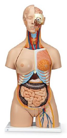 Nasco - Dual Sex Torso with Open Neck and Back - SB41422