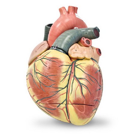 Walter Products - 3 Part Heart Model Jumbo, Life Size 7 lbs. - LA00108