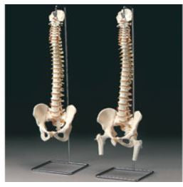 Dynatronics Vetebral Columns - ARMA591F