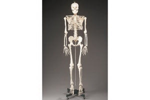 Dynatronics Budget Bucky Skeleton Model Adult Plastic - ARMCH10
