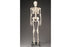 Dynatronics Budget Bucky Skeleton Model Adult Plastic - ARMCH10