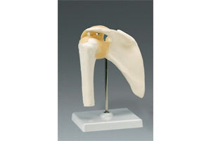Dynatronics Skeleton Shoulder Model Life Size - ARM80