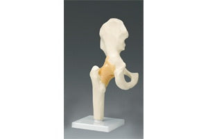 Dynatronics Skeleton Hip Right Joint Model Life Size - ARM81