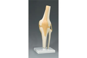 Dynatronics Skeleton Hip Right Knee Model Life Size - ARM82