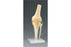 Dynatronics Skeleton Hip Right Knee Model Life Size - ARM82