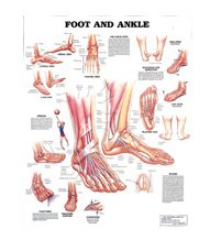 Dynatronics Anatomical Chart Foot and Ankle Laminated - ARP91376
