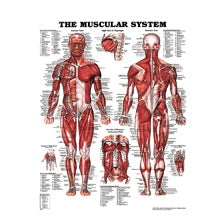 Dynatronics Anatomical Chart Muscular System Laminated - ARP90355