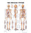 Dynatronics Anatomical Chart Skeletal System Laminated - ARP90621