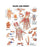 Dynatronics Anatomical Chart Hand and Wrist Laminated - ARP91420