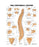 Dynatronics Anatomical Chart Vertebral Column Laminated - ARP92106