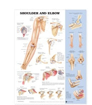 Dynatronics Anatomical Chart Shoulder and Elbox 20 X 26 Inch Laminated - ARP97552