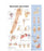 Dynatronics Anatomical Chart Shoulder and Elbox 20 X 26 Inch Laminated - ARP97552