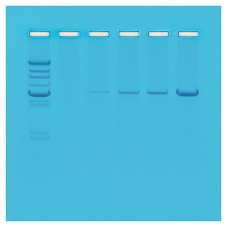 Edvotek - Principles of PCR Educational Kit 8 gels - S11103