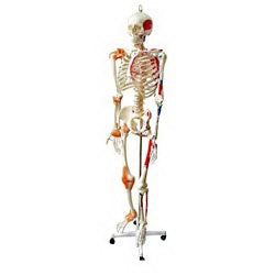 Nasco Walter Products Human Skeleton with Muscles and Ligaments Full Size 32 lbs. - SB49572