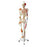 Nasco Walter Products Human Skeleton with Muscles and Ligaments Full Size 32 lbs. - SB49572