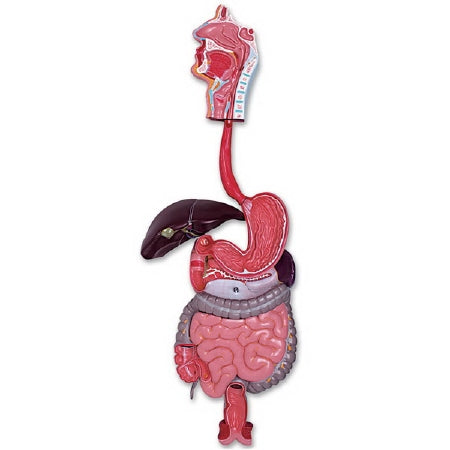 Nasco Walter Products 3 Part Digestive System Model Life Size 4-1/2 lbs. - LA00203