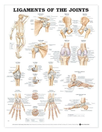 Anatomical Chart Company Anatomical Chart Joints 20 X 26 Inch Heavy Paper Grommets Laminated - 9781587794667