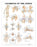Anatomical Chart Company Anatomical Chart Joints 20 X 26 Inch Heavy Paper Grommets Laminated - 9781587794667
