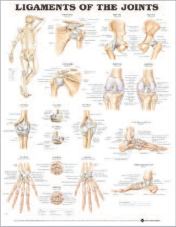 Anatomical Chart Company Anatomical Chart Joints 20 X 26 Inch Heavy Paper Grommets Laminated - 9781587794667