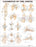 Anatomical Chart Company Anatomical Chart Joints 20 X 26 Inch Heavy Paper Grommets Laminated - 9781587794667