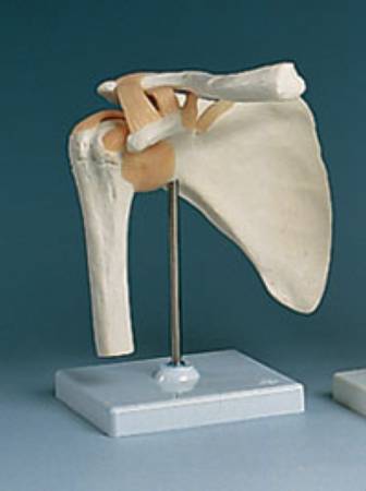 Alimed - Shoulder Joint Model - 73886