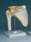 Alimed - Shoulder Joint Model - 73886