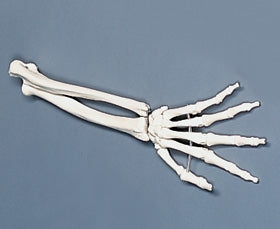 Alimed Hand Model - 7583