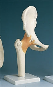 Alimed Functional Hip Joint Model - 73887