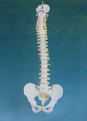 Alimed - Anatomical Model Basic Spine Adult Full Size - 70119