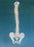 Alimed - Anatomical Model Basic Spine Adult Full Size - 70119