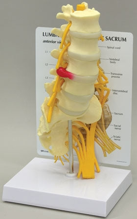 Alimed Lumbar with Sacrum Model - 70811