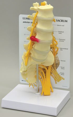Alimed - Lumbar with Sacrum Model - 70811