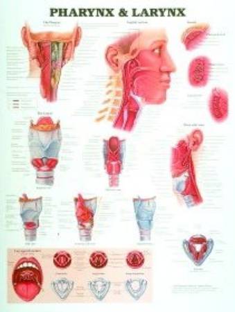 Alimed - Anatomical Chart Pharnyx and Larnyx 20 X 26 Inch Laminated - 73841