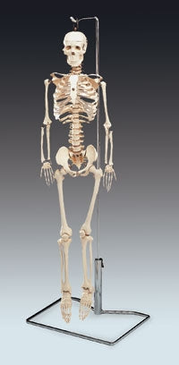 Alimed Flexible Skeleton Model - 71274