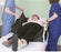 Alimed No-Lift Booster Patient Lift - 72123