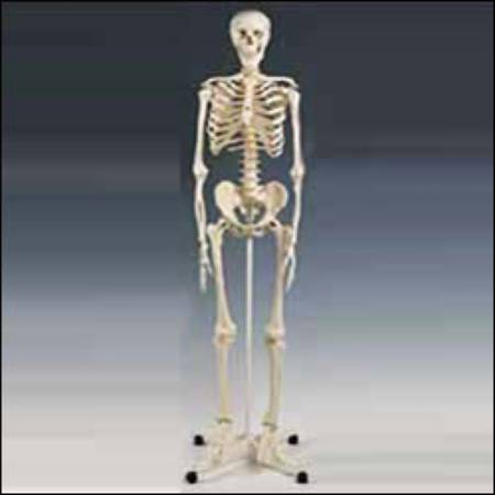 Anatomical Chart Company Mr. Plain Skeleton - A10