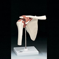 Anatomical Chart Company Functional Shoulder Joint Model - A80