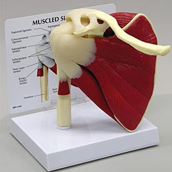 Anatomical Chart Company Muscled Shoulder Joint Model - G181